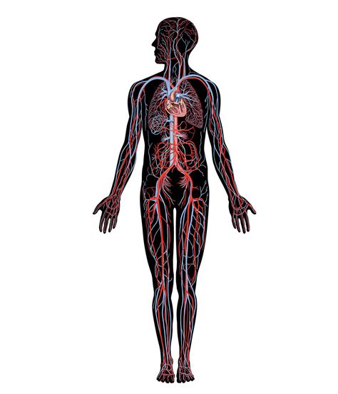 Circulatory system - Blood, Oxygen, Heart | Britannica