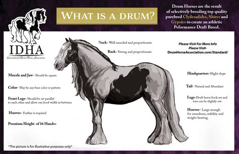 Breed Standard International Drum Horse Association