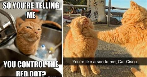 Adorable Orange Cat Memes: A Collection of Feline Cuteness