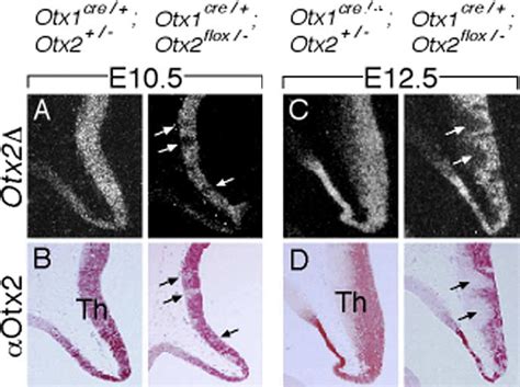 Inactivation Of The Otx Flox Allele By The Otx Driven Cre