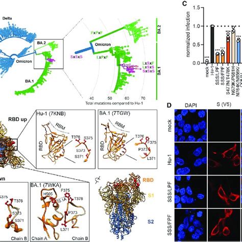 Impact Of Mutations In Omicron Spike On Cell To Cell Fusion And Ace2 Download Scientific