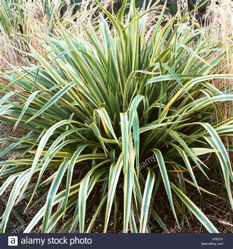 Phormium High Resolution Stock Photography And Images Alamy