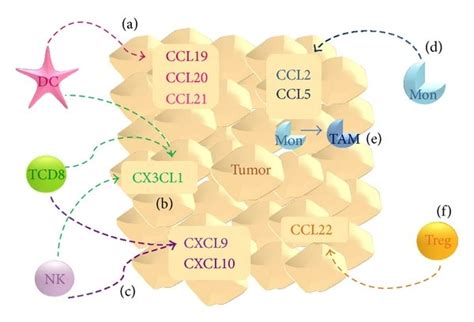 Chemokines Influx The Tumor Microenvironment A CCL19 CCL20 And