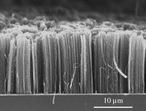 Cross Sectional Sem Micrograph Of Vertically Aligned Cnts Forest