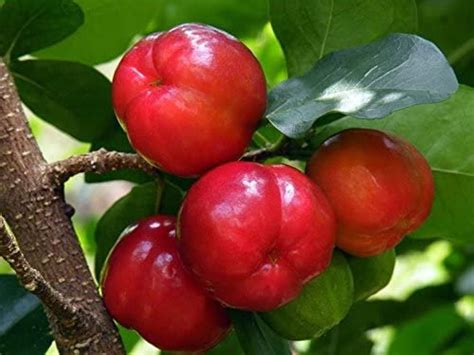 Barbados Cherry Tree Acerola Cherry Tree Acerola Fruit Trees Live