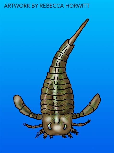 Eurypterus | REBECCA HORWITT