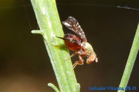 Diptera Tephritidae Aciurina Mexicana Fruit Flies MALE A Urban