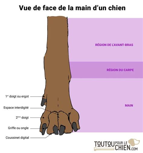 Patte De Chien Constitution Et Particularit S Toutoupourlechien