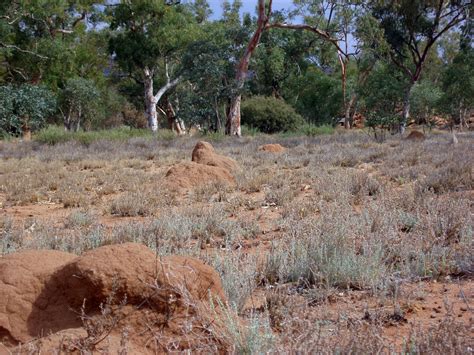 Photo of termite nests | Free Australian Stock Images