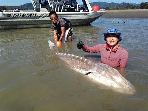 Foot Giant White Sturgeon Caught By One Of Our Clients On This Epic