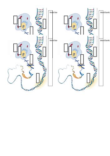 Dna And The Genome Gcse Bio Teaching Resources