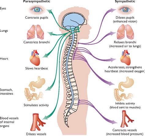 [PDF] The Nervous System and the Endocrine System : Communicating Within the Body | Semantic Scholar