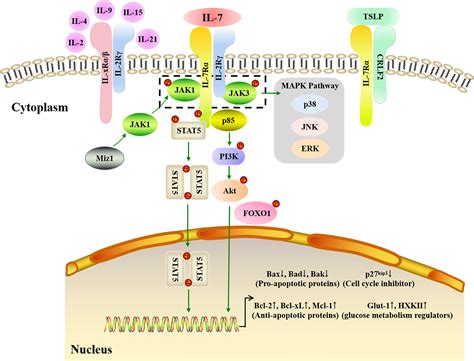 Frontiers The Broad Immunomodulatory Effects Of Il 7 And Its Application In Vaccines