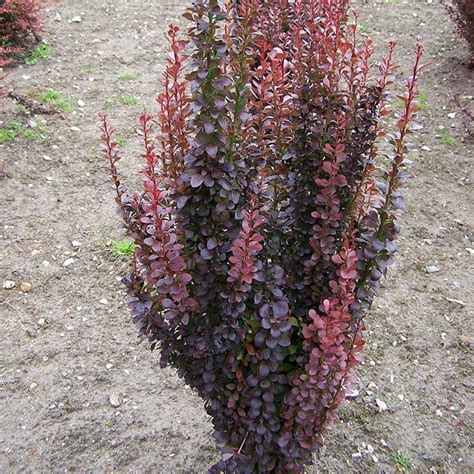 Berberis Thunbergii Red Rocket Epine Vinette à Port Dressé Feuillage