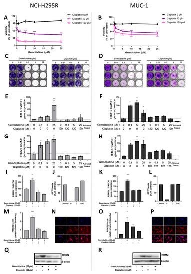 Cancers Free Full Text Novel Insights Into The Molecular Regulation