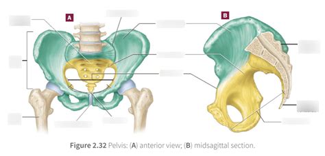 Pelvis Anterior And Midsagittal Section Diagram Quizlet