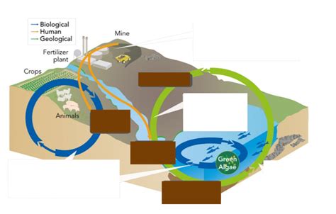 Phosphorus Cycle Diagram Quizlet