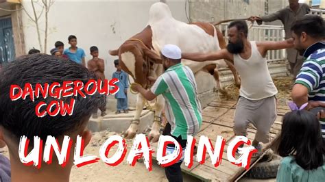 Cattle Farm Cow Unloading Dangerous Cow Unloading Angry