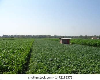 Soybean Plantations Handling Brazilian Agribusiness Stock Photo