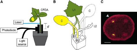 A Setup For Measuring Phloem Transport Velocity A Phloem Mobile