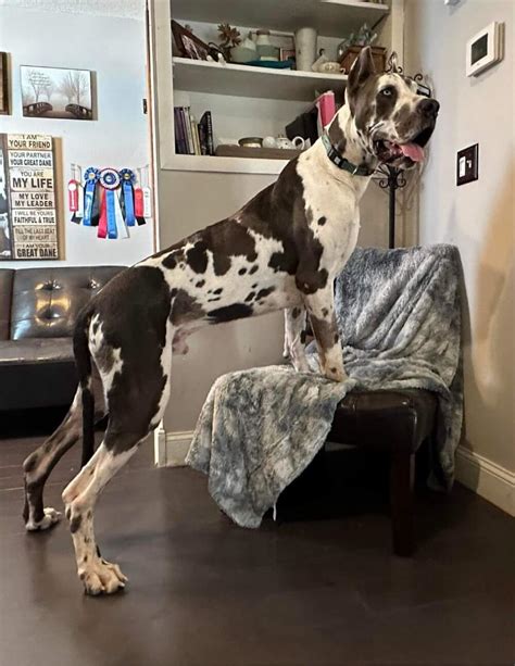 Argus, 2 year old AKC Blue Harlequin Great Dane - Great Dane Puppies ...