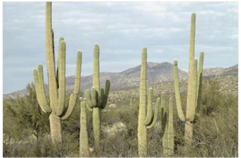 17 Tipos de cactus más populares del mundo y sus nombres