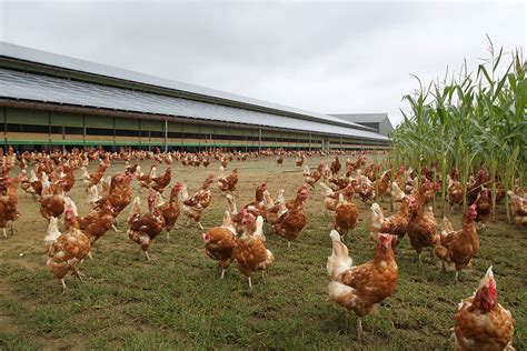 Blueprint For Sustainable Egg Production Poultry World