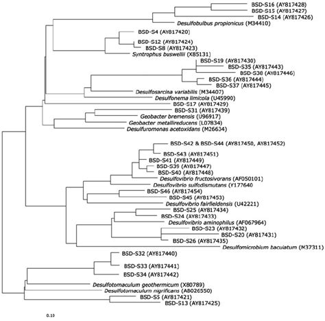 Phylogenetic Tree Showing The Affiliation Of Sulfate Reducing Bacteria