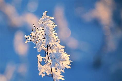 Kostenlose Foto Baum Natur Ast Bl Hen Winter Pflanze Himmel