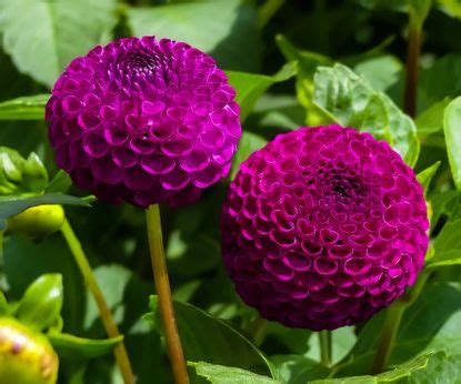 Common dahlia diseases: and how best to combat them | Homes & Gardens