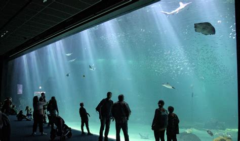 Nausicaa France | The biggest Aquarium in Europe - The Good Life France