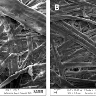 Typical scanning electron microscopy micrographs at magnification 250x ...