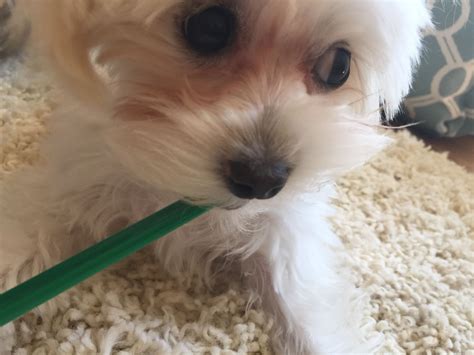 I Am Brushing My Teeth Mommy Maltipoo Maltipoo Puppies Brush My Teeth