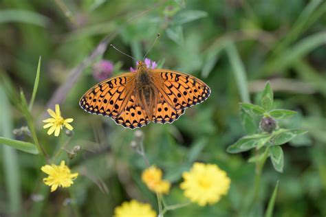 Dark Green Fritillary Speyeria Aglaja Male I Can T Get Flickr