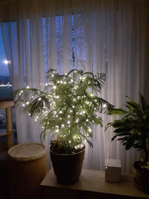 This Is My First Christmas Tree In Several Years And I Think Its