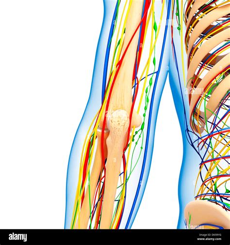 Elbow Anatomy Artwork Stock Photo Alamy