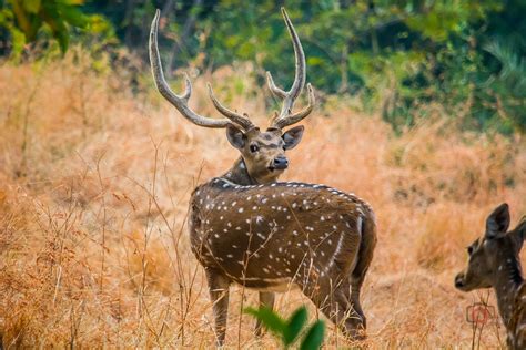 Nepals Tiger Conservation Gets Tech Boost With Ai Powered Deer