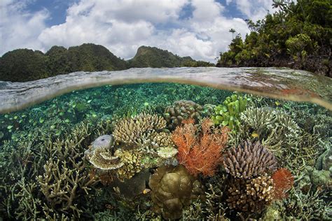 A Healthy And Colorful Coral Reef Raja Photograph By Ethan Daniels