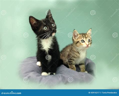 Two Kittens A Tabby And A Tuxedo Stock Image Image Of Whiskers