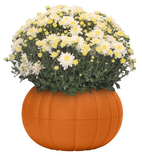 Better Homes & Gardens 8IN Mum Orange in a Pumpkin Planter Annual Live