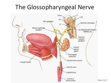 PPT – IX Cranial Nerve PowerPoint presentation | free to download - id: 3d2e04-Y2M5N