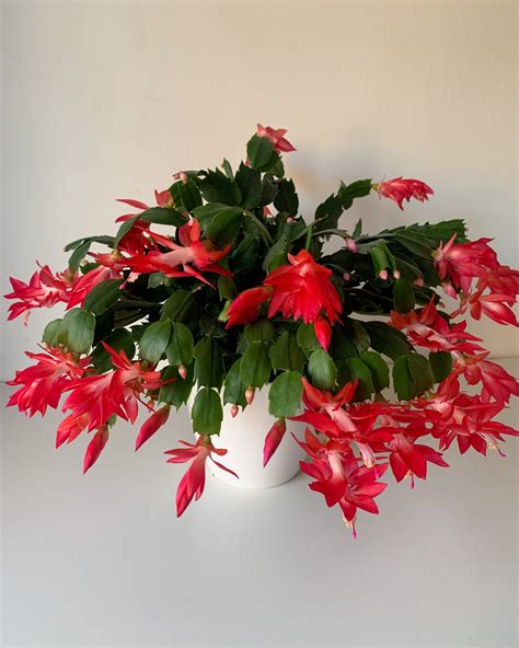 20 Festive Christmas Flowers And Plants That Arent Poinsettias