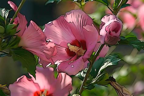 Rose Of Sharon Of Richsea Flickr