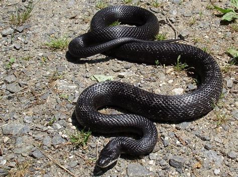 Black Rat Snake - Snake Facts and Information