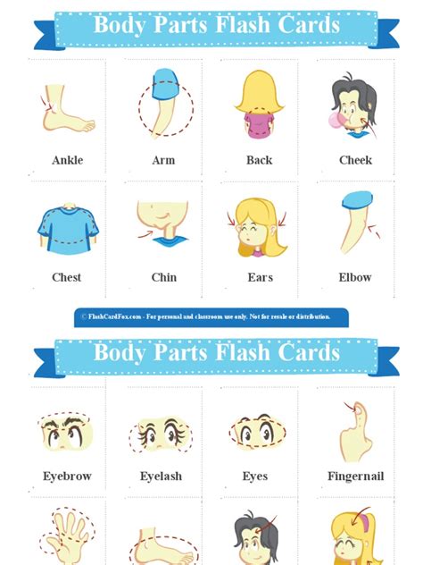 Body Parts Flash Cards 2x3 | PDF