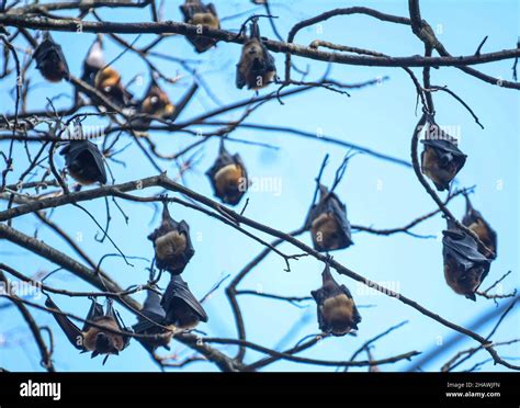 Bats hanging from trees at the Bat Park. Agartala, Tripura, India Stock ...