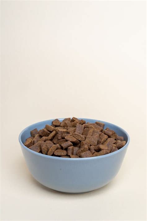 What is Kibble? A Comprehensive Guide to Kibble for Pets