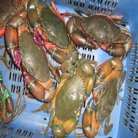 Premium Quality Exported Live Mud Crab Male Wholesale Fresh Live Crab ...