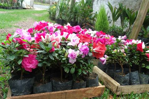 Como Plantar Azaleia No Chao - Como Fazer Muda de Azaleia na Água e no Chão | Mundo Ecologia