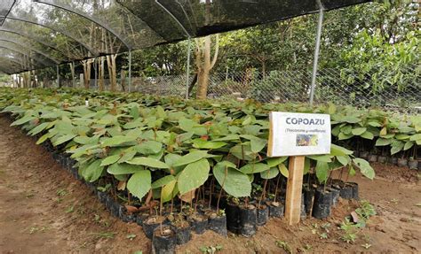 Implementaci N De Sistemas Agroforestales En El Rea De Manejo Integral